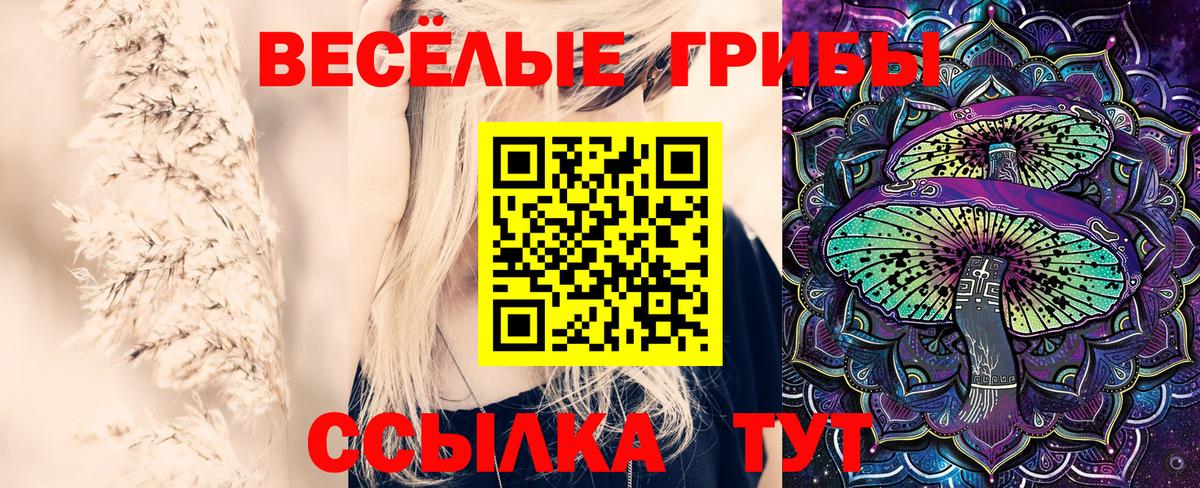 Псилоцибиновые грибы Psilocybine cubensis Мончегорск